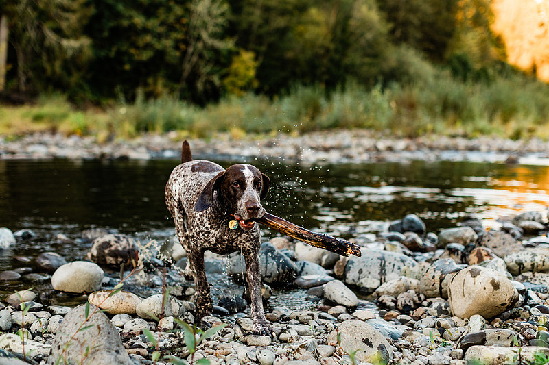 a boy, his mom and their dog playing by the river
